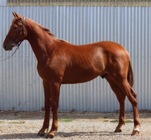 Fiscal Madness yearling 2015