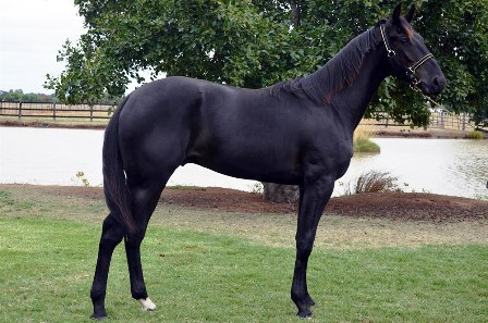 Lot 194 APG yearling sale 2015