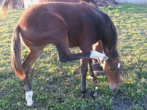 Scratch that itch part 2 - photo supplied by Bradford Duplisea.