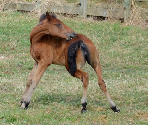 Pegasus Spur filly foal from Sun Isa.