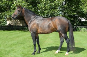 Changeover, pacing sire