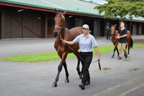 Lot 2 Bettors Delight colt from the good mare Whambam