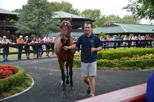 Lot 7 Sportswriter colt