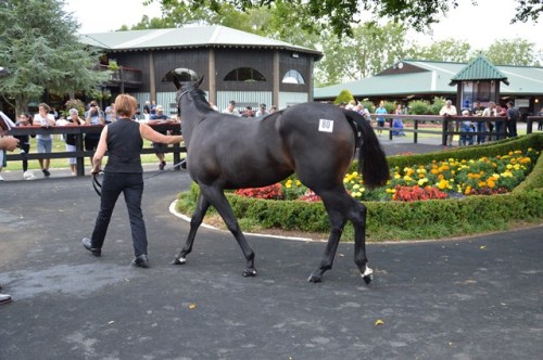 Lot 80 filly byTintin In America