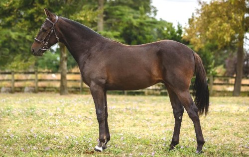 Lot 357 Magical Marn