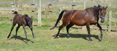 Shadow Play colt an his dam The Blue otus