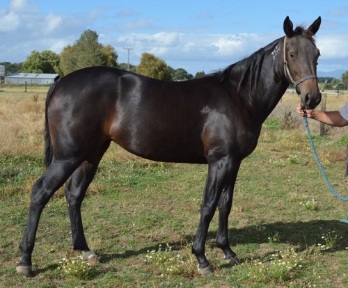 Tinny Girl Lot 80 PGG Yearling Sales 2015
