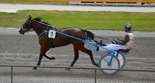 High Gait 2yo trotter