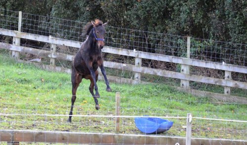 Rock N Roll Heaven filly