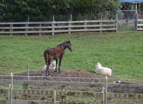 Just a relaxing moment in the sunshine, peace and quiet, sharing my spot with two sheep. All's good.