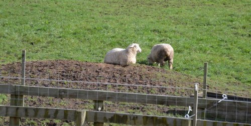 Meanwhile, back on the hill....