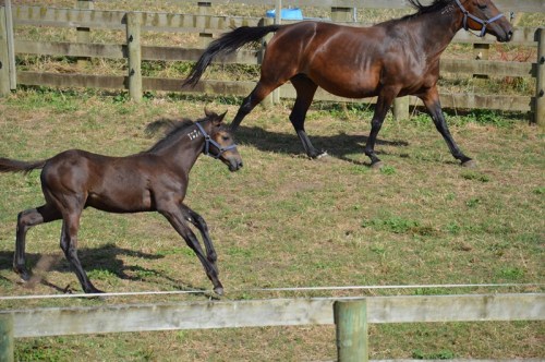 The Blue Lotus with the Snow Leopard