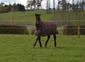 Tintin In America yearling