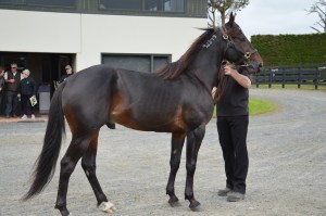 He's Watching, Alabar stallion parade October 2015