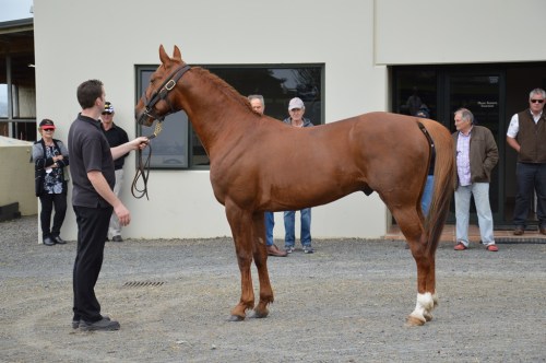 Peak, Alabar stallion parade 2015