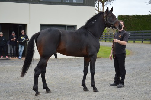 Sunshine Beach, Alabar stallion parade October 2015