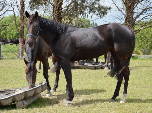 Be A Legend 3yo filly Tintin In America x A Legend