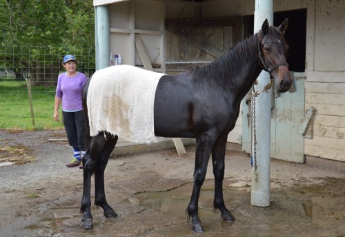 Jack Tar by Tintin In America