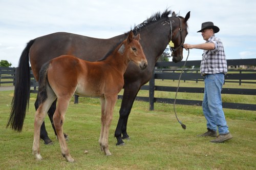 Filly foal A Rocknroll Dance x The Blue Lotus