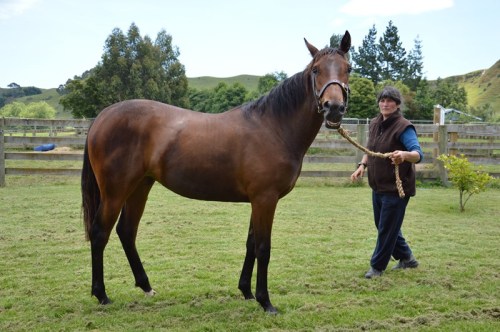 Rock N Roll Heaven x Zenterfold filly