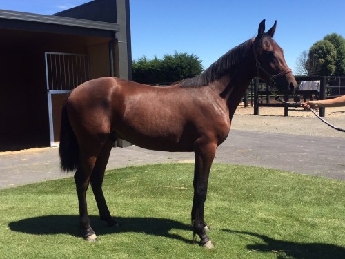 Raging Bull x Soul Sister yearling colt