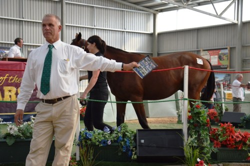 Bid spotter Christchurch yearling sales