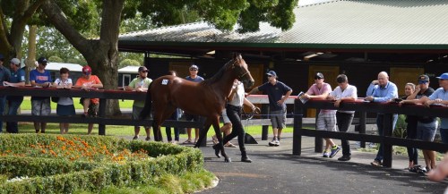 Karaka Parade Ring 2016