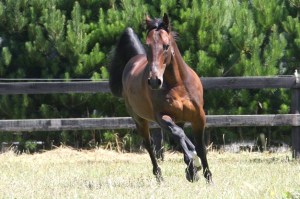 Live Or Die, half brother to My Life who has a Changeover filly Lot 315 in the 2016 Premier Yearling Sale.