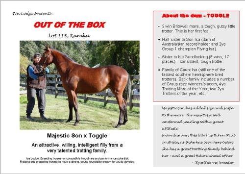 Out Of The Box yearling trotter