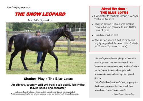 The Snow Leopard yearling pacer