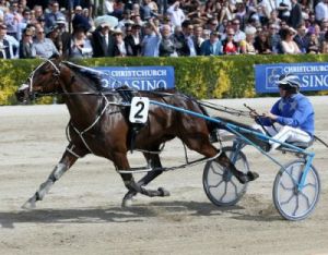 Benecio, the Australian bred Rock N Roll Heaven x Miss Brazillian, trained by Purdon/Rasmussen in New Zealand.