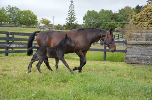 The Blue Lotus with her Shadow Play filly